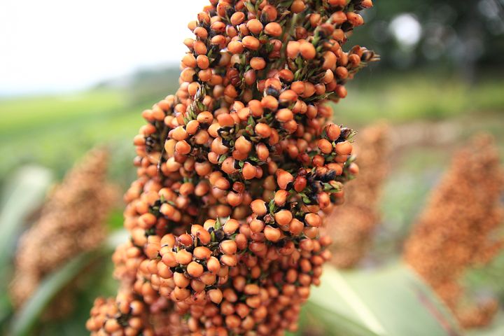 10 Reasons Why Guinea Corn sorghum Is Good For You Healthful Wonders