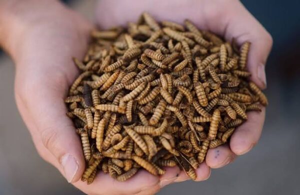 study-suggests-black-soldier-fly-larvae-as-new-protein-alternative