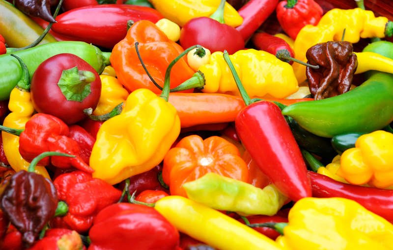 spicy peppers are great for weight loss